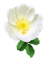 White Rose